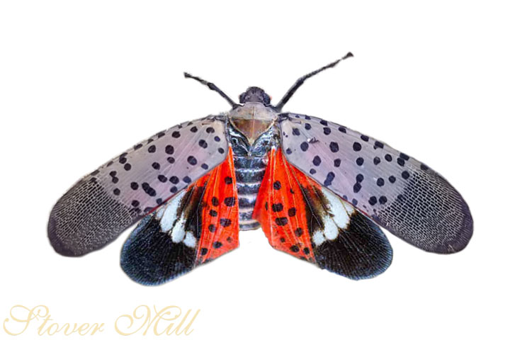 Spotted Lanternfly Adult